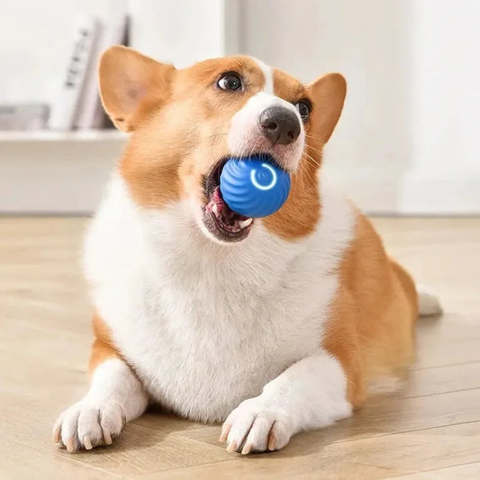 Balle électronique interactive pour animaux de compagnie